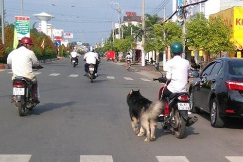 Dắt chó đi dạo trên đường bằng xe máy sẽ bị xử phạt 200.000 đồng