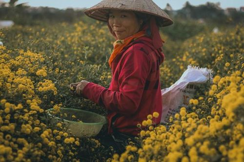 Tìm về làng trồng dược liệu 'tiến vua' nức tiếng