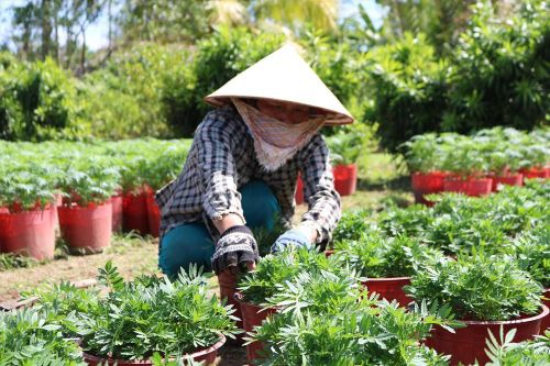 Hoa, cây kiểng phập phồng, lo mất Tết
