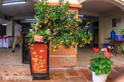 Quất cảnh Tứ Liên 'đọ sắc, khoe dáng' chờ Tết