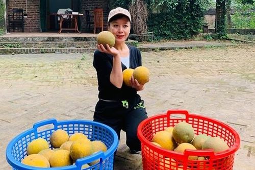 Thú vui làm vườn, trồng bưởi khi rảnh rỗi của nghệ sĩ Chiều Xuân