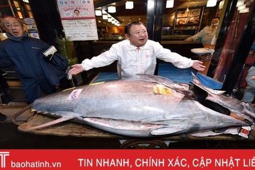 Chi hơn 41 tỷ đồng mua cá ngừ vây xanh hơn 200 kg