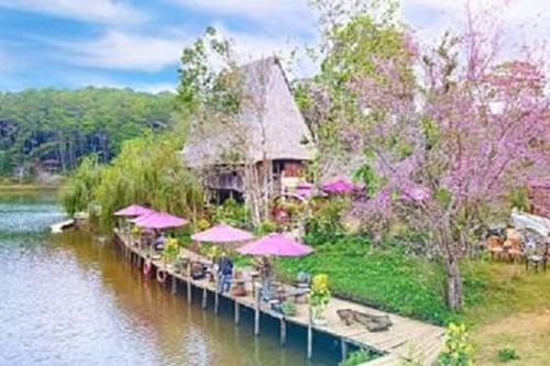 Rực rỡ hoa Anh đào trên cao nguyên Măng Đen