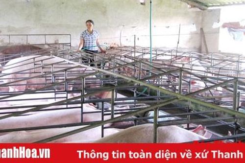 Huyện Nga Sơn phát triển được 997 trang trại, gia trại