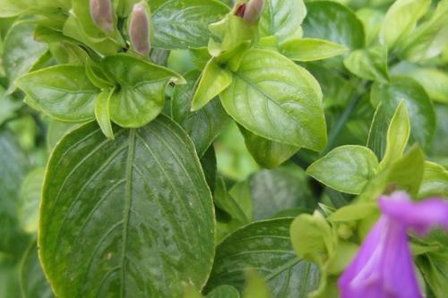 Tối ưu hóa điều kiện trích ly anthocyanin từ lá Cẩm (Peristrophe Bilvalvis (L.)