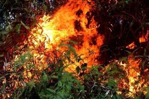 Người phụ nữ tử vong khi chữa cháy rừng được tặng Huân chương dũng cảm