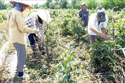 Hoa mai TPHCM xuất container đi Hà Nội