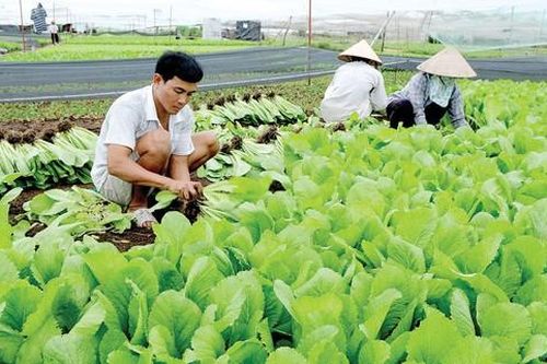 Hàng nông sản chủ lực chiếm 66% giá trị sản xuất nông nghiệp