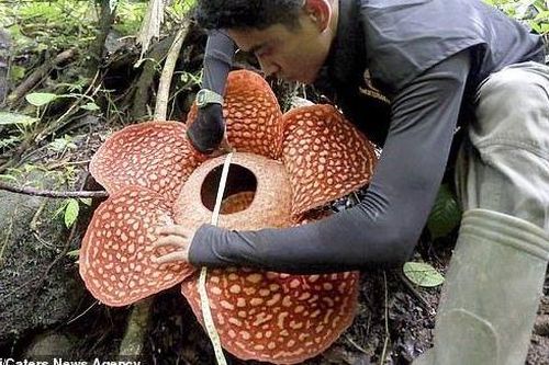 Phát hiện thú vị về bông hoa lớn nhất thế giới