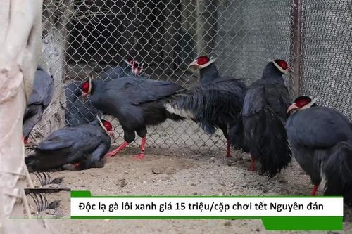 Độc lạ gà lôi tai xanh giá 15 triệu/cặp hút khách dịp tết