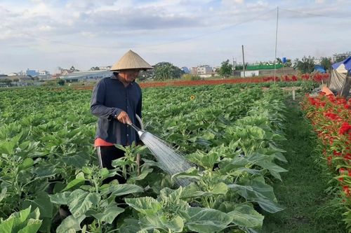 Năm 2020, ngành nông nghiệp TP.Hồ Chí Minh phấn đấu tăng trưởng GRDP 6%/năm