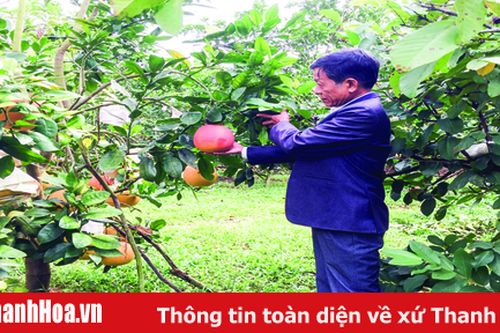Gian nan gìn giữ và hồi sinh giống bưởi tiến vua