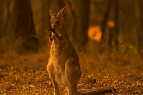 Australia đã có mưa lớn, thảm họa cháy rừng vẫn có thể quay lại