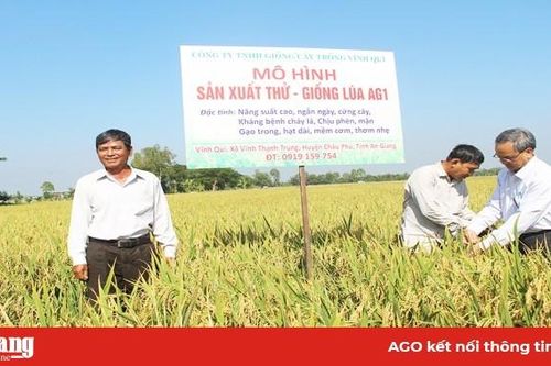 Triển vọng giống lúa AG1