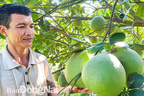 Những vườn trái cây không mùi hóa chất