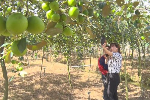 Lai Vung có thêm một điểm tham quan vườn cây ăn trái