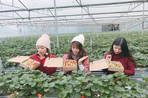 Sa Pa phát triển nông nghiệp ứng dụng công nghệ cao