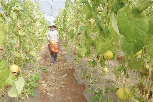 Đẩy mạnh tái cơ cấu nông nghiệp ở Vĩnh Linh