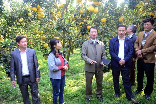 Chuyển đổi sản xuất hữu cơ: Hướng phát triển nông nghiệp bền vững