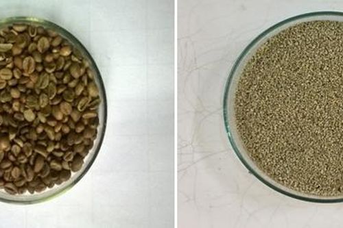 Thu nhận axit Chlorogenic từ hạt cà phê xanh ứng dụng làm thực phẩm chức năng