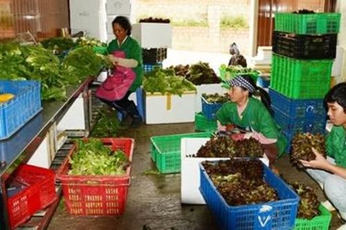 Giá rau giảm mạnh, nhiều nông dân thất thu