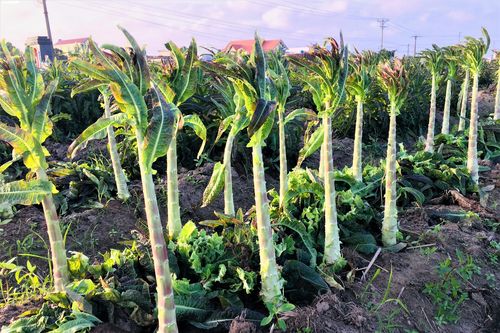 Nông dân Thái Bình trồng salad 'lạ', xuất khẩu hàng trăm tấn