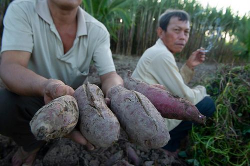Người miền Tây khóc ròng vì tưới hoa màu bằng nước nhiễm mặn