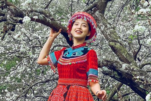Mùa hoa mận nở trắng trời ở Mộc Châu