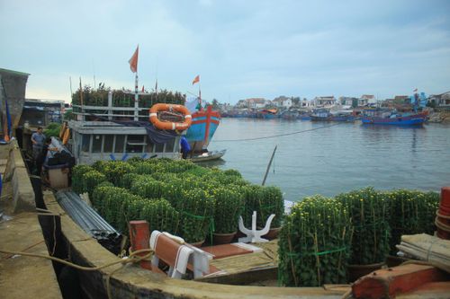 Những chuyến tàu 'chở tết' ra đảo Lý Sơn