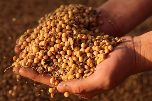 Trung Quốc không điều chỉnh hạn ngạch nhập khẩu ngũ cốc, bất chấp thỏa thuận với Mỹ