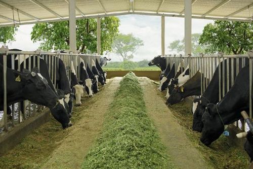 4 nguyên tắc 'chuẩn' làm nên chất lượng sữa Cô Gái Hà Lan