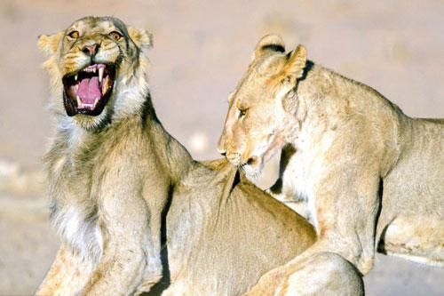 Sư tử cắn nhau đau 'nhe răng nhếch miệng'
