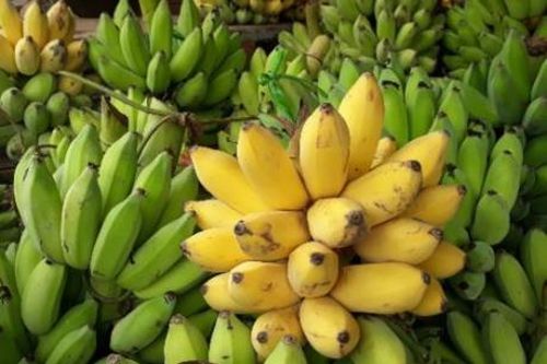 Phát triển thương hiệu chuối Yên Châu