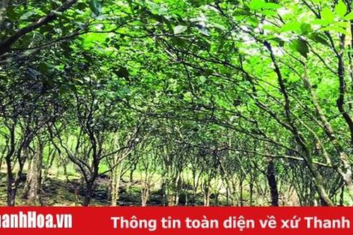 Huyện Bá Thước khôi phục, phát triển mô hình cây quýt hôi