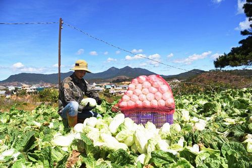 Rau Đà Lạt giảm giá mạnh, nhà vườn lo mất tết