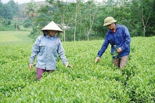 Hỗ trợ phụ nữ phát triển kinh tế giúp giảm nghèo bền vững