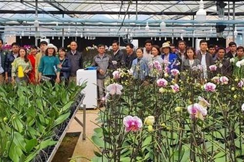 Nông dân Quảng Trị được mùa hoa Tết