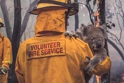 Những hình ảnh đau lòng trong thảm kịch cháy rừng tại Australia