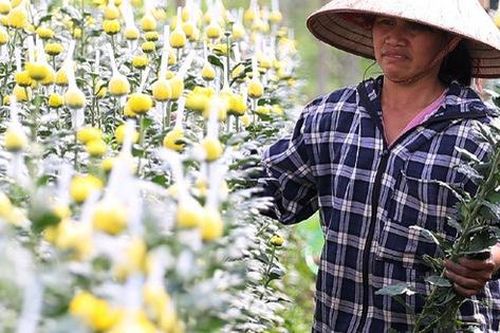 Hà Nội: Nông dân Tây Tựu tất bật thu hoạch hoa phục vụ Rằm tháng Chạp