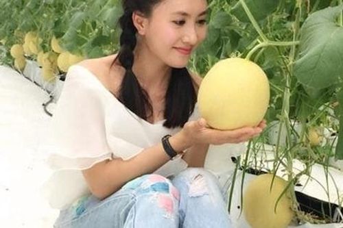 Nông trại dưa của diễn viên Nguyệt Ánh