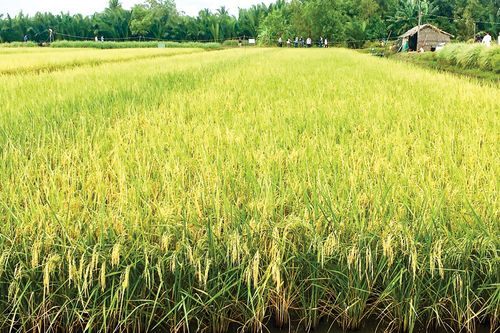 Trồng lúa hữu cơ cho lợi nhuận cao