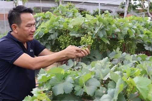 Các địa phương chuẩn bị hàng nông sản phục vụ Tết
