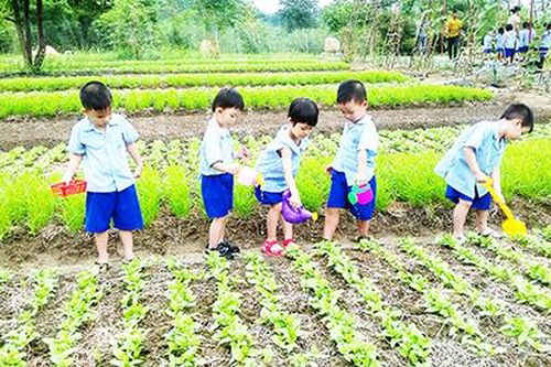 Khánh Hòa: Ngành giáo dục phát động phong trào 'Tết trồng cây đời đời nhớ ơn Bác Hồ'