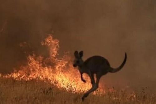 24 người bị truy tố vì tội cố tình phóng hỏa gây cháy rừng ở Australia