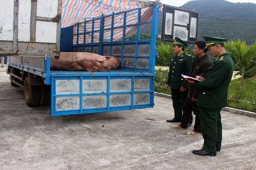 Thu giữ 1,8 tấn lợn thịt đang trên đường qua biên giới tiêu thụ