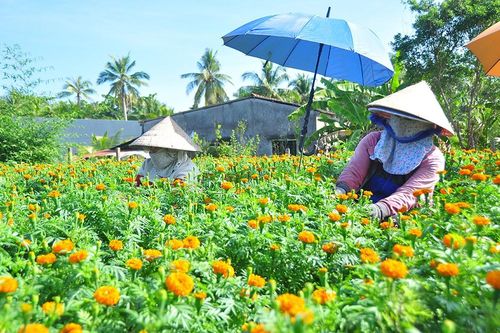 Ngỡ ngàng vườn hoa vạn thọ của nông dân miền Tây