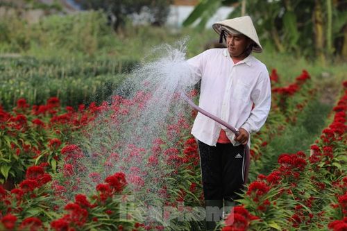 Làng hoa ở Sài Gòn hối hả vào vụ Tết