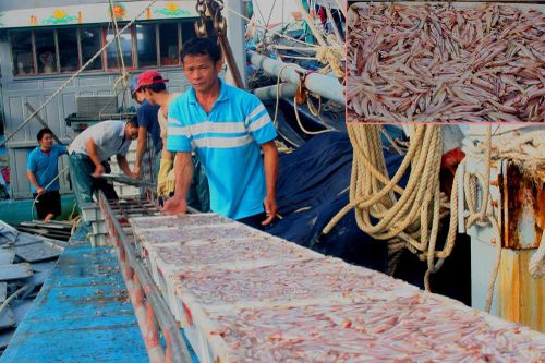 Ngư dân Nghệ An mở biển đầu năm trúng hàng trăm tấn cá trỏng