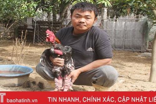 Gà Đông Tảo, lợn rừng 'cháy hàng' dù hơn 2 tuần nữa mới Tết