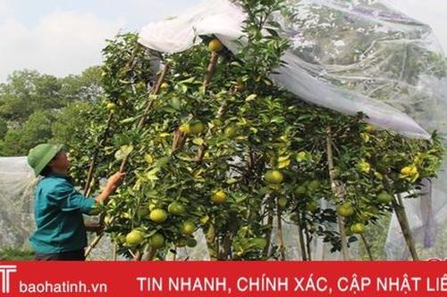 Lấy 16 mẫu cam, 100% không tồn dư thuốc bảo vệ thực vật